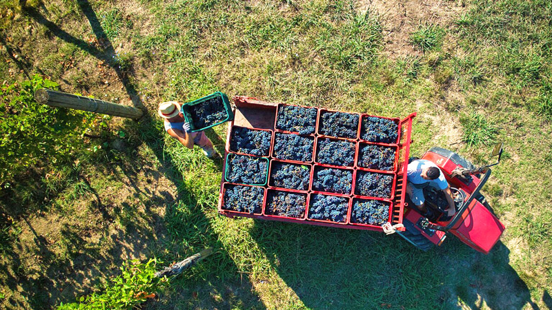 Vinsafari i Toscana på egen hånd - NYHET!